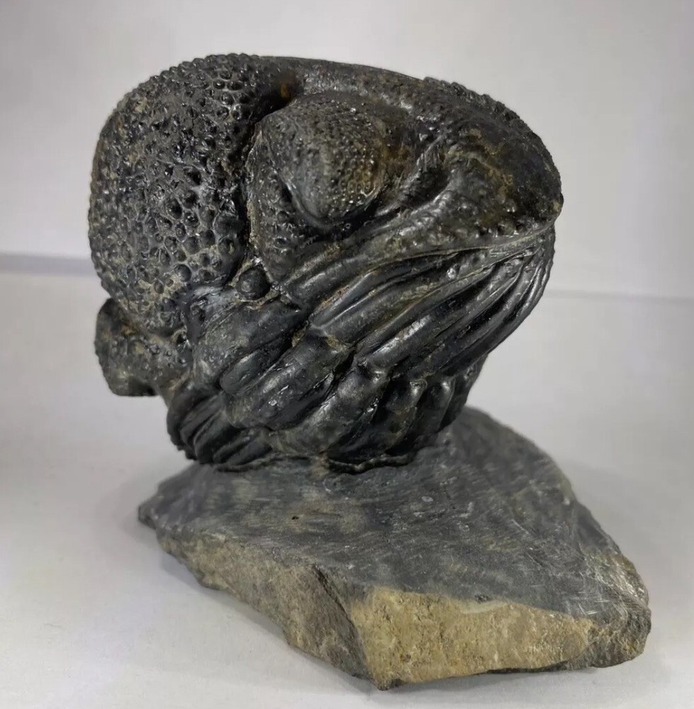 Large Enrolled Drotops megalomanicus Trilobite Fossil Devonian Morocco