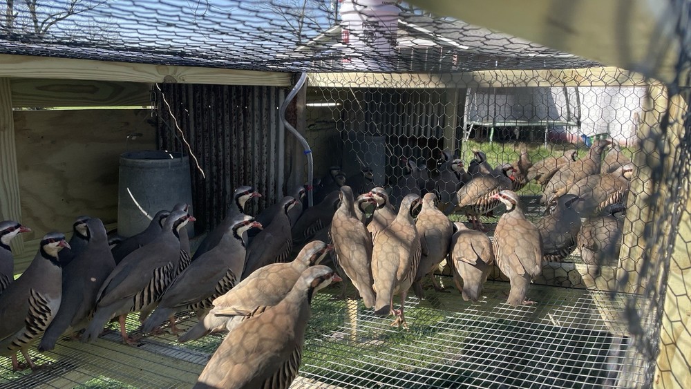 36+4 Fresh Chukar Partridge Hatching Eggs