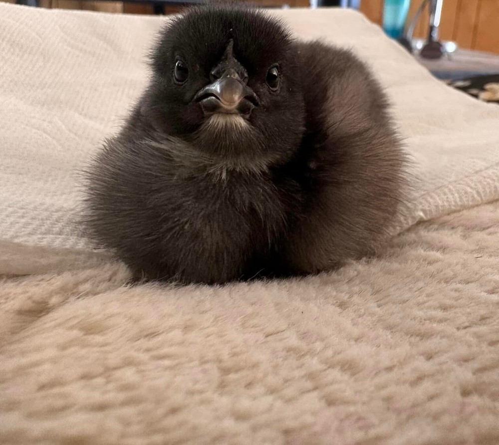 12 Rainbow chicken hatching eggs| Healthy Flock