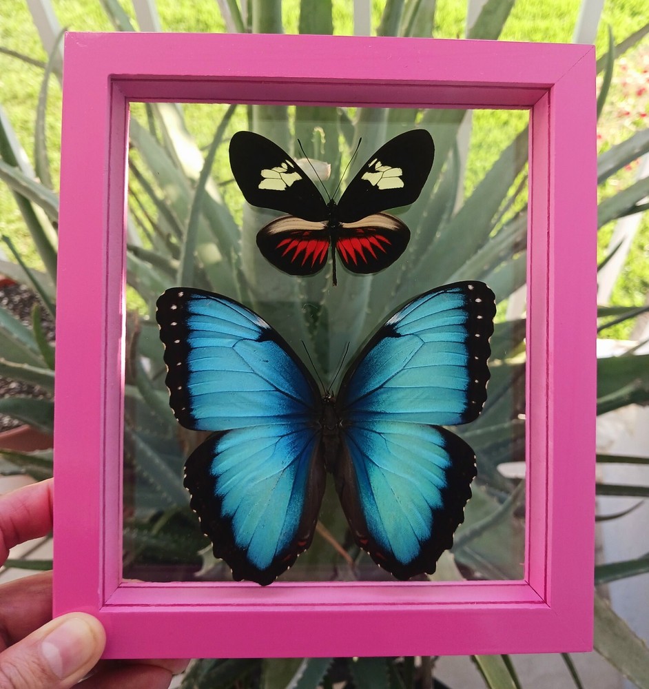 2 REAL BUTTERFLIES FRAMED MOUNTED DOUBLE GLASS