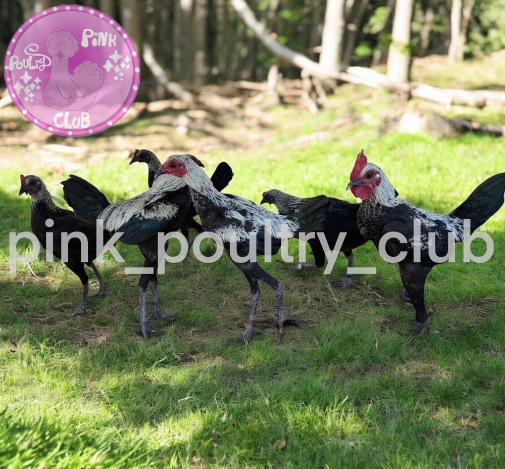 6 RARE high quality Modern hatching Eggs Black Birchen Splash Silver Blue