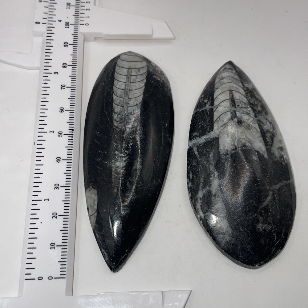 Devonian Period Orthoceras Fossil 4" Teardrop Polished Black Marble Specimens.