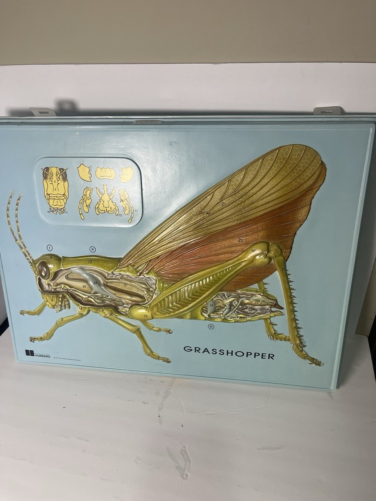 Vintage Hubbard Scientific Grasshopper DISSECTION Display 18" by 24" 1977