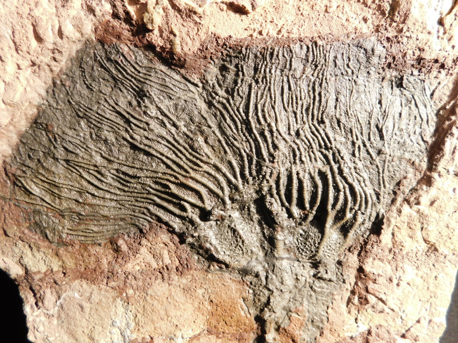 TWO BIG! 430 Million Year Old! CRINOID Fossils or Sea LILY Fossil Morocco 1565gr