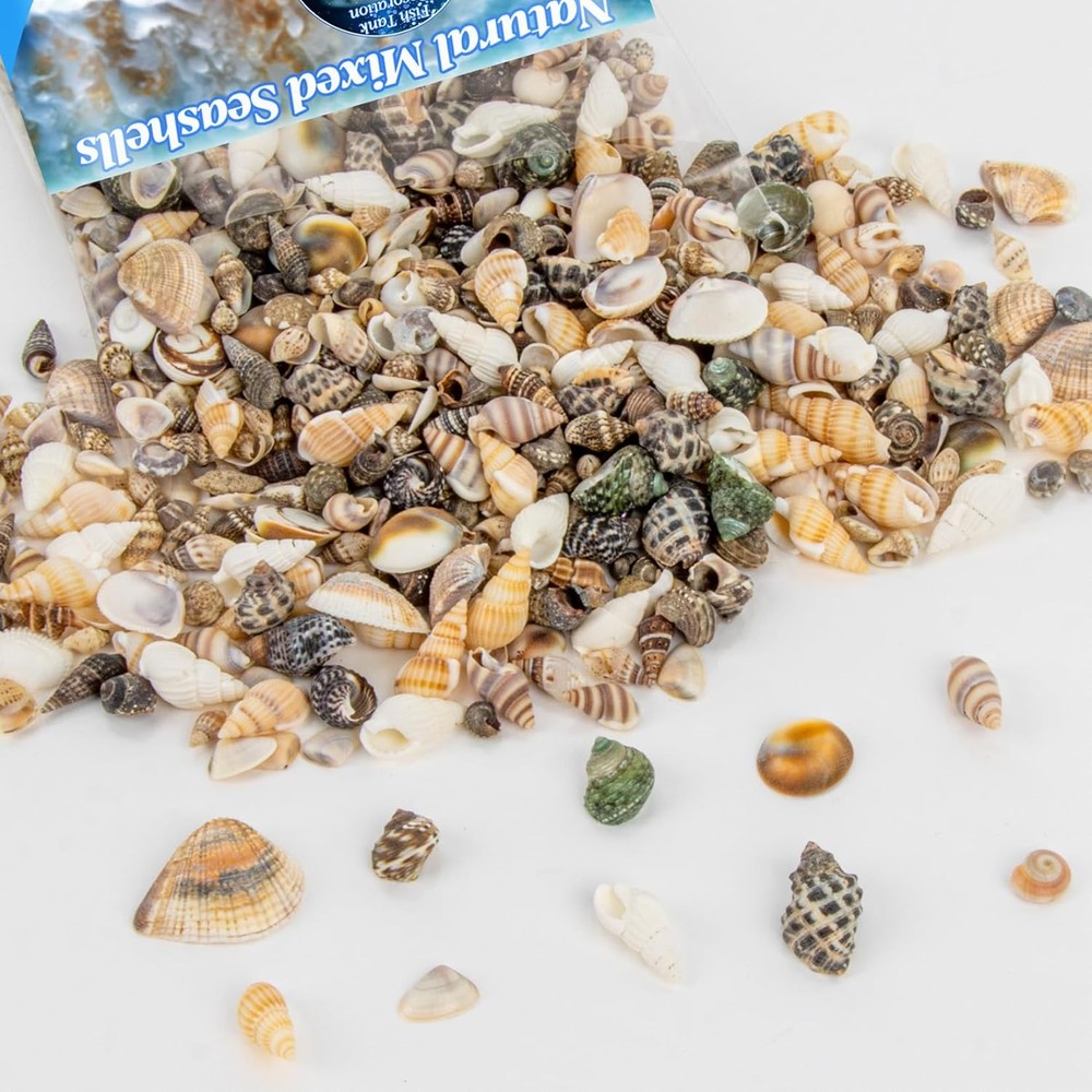 MAQIHAN Tiny Seashells for Crafts - Small Sea Shells Mixed Ocean Beach Shells Bu