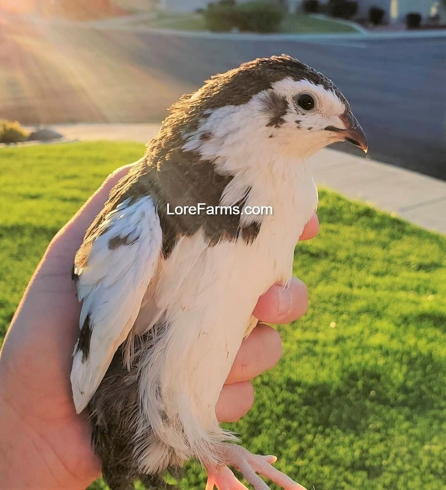 18 (+4 extra) LORE FARMS 💙 Celadon 100% TRUE Blue Coturnix Quail Hatching Eggs