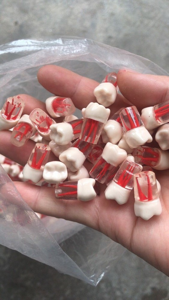 10x Dental clear Root Canal Teeth Study Practice Model Endodontic Pulp File