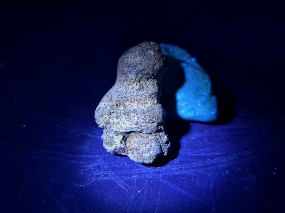 Claw Fossil Unknown Species