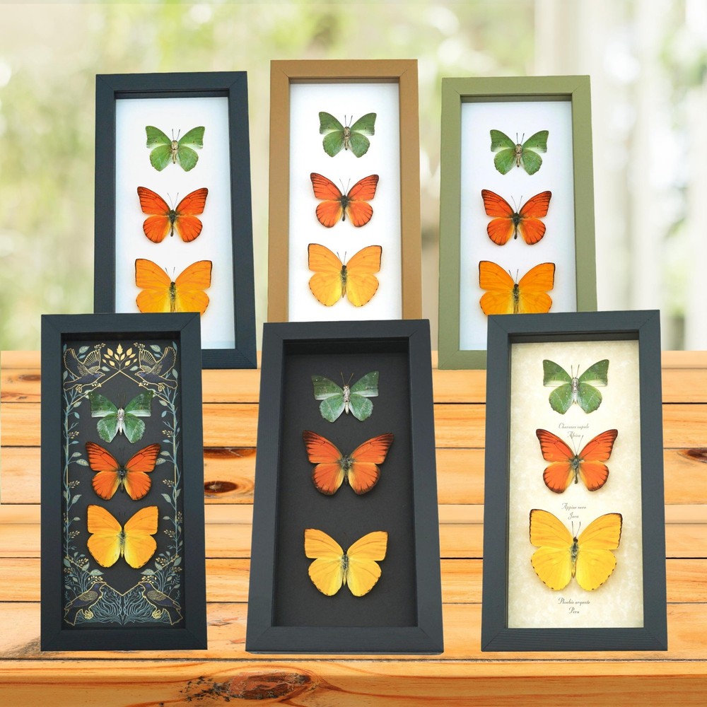 Blue Morpho Butterfly - Real Specimen Framed Black Shadowbox