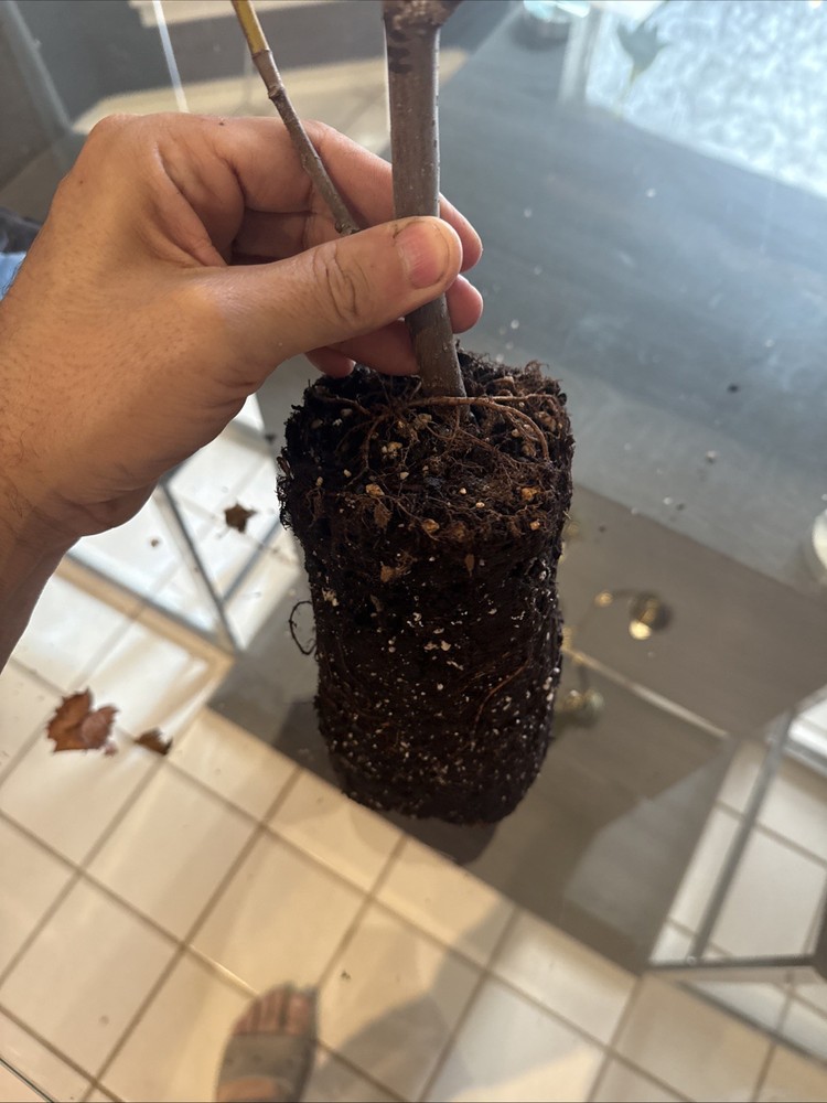 Chicago Hardy Fig Tree