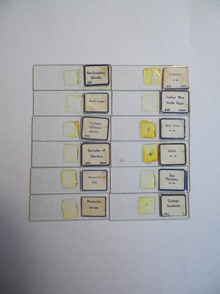 Box 12 Lafayette Prepared Microscope Slides Micro-Animals