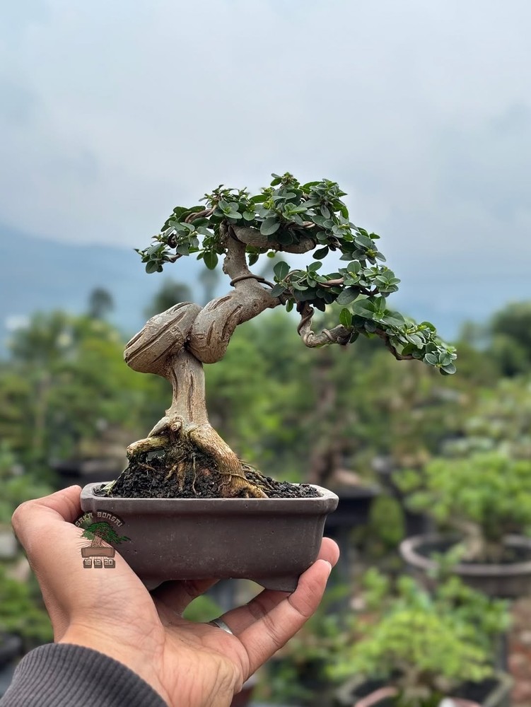 Premna Microphylla Living Tree Bonsai Tree