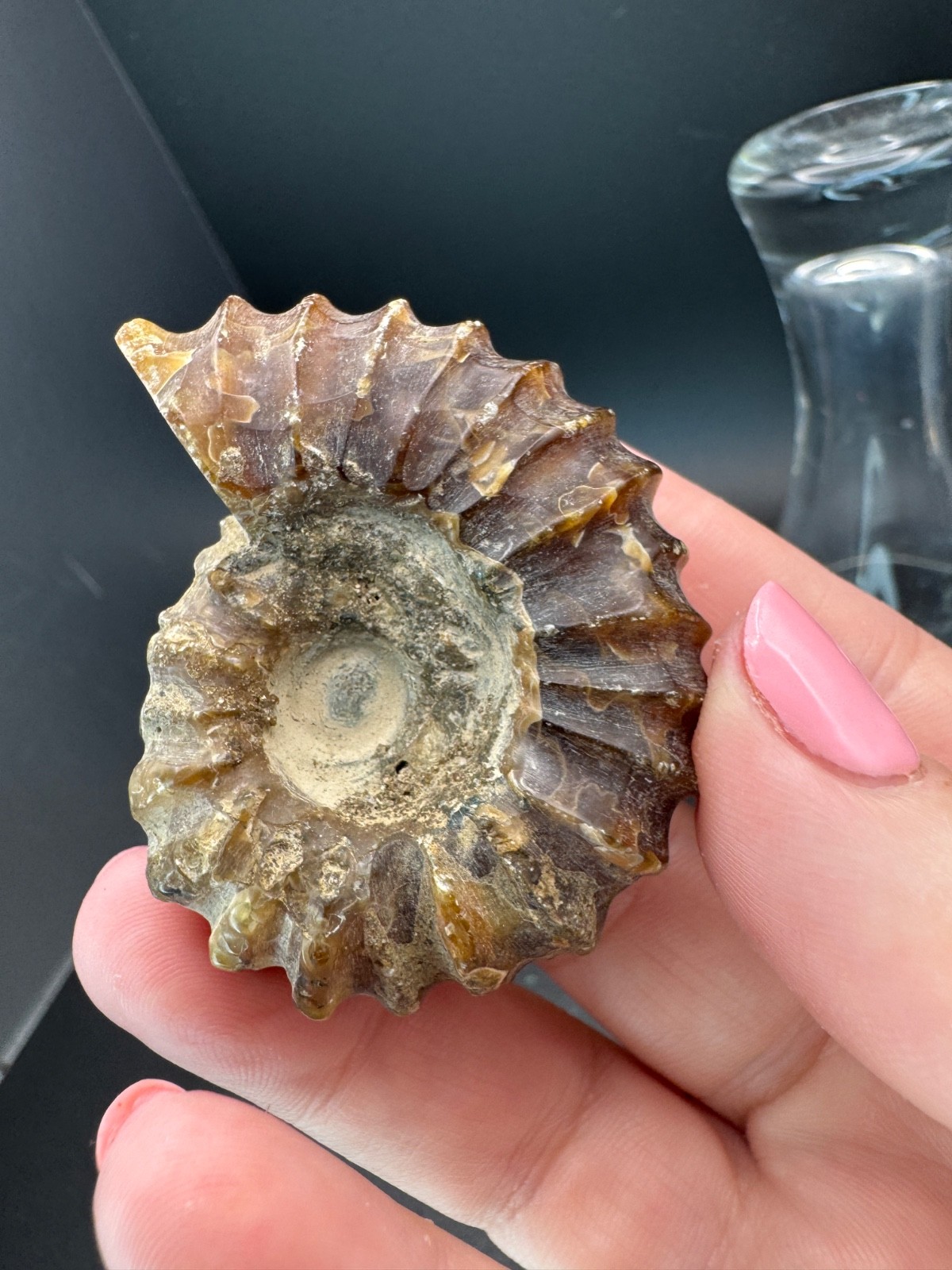 6221 Ribbed Ammonite Fossil with Nice Pattern Madagascar 54g