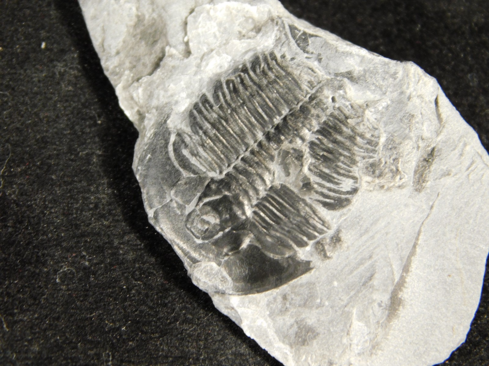 BIG Lot of TEN! 100% Natural Elrathia TRILOBITE Fossils in Matrix Utah 379gr