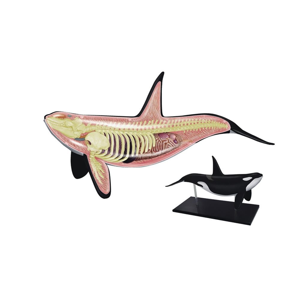 TEDCO 4D Orca Kids Educational Science Activity Kit