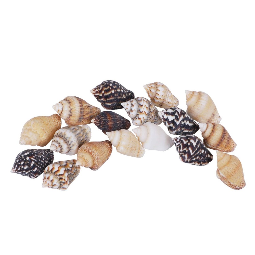 2000 PCS Tiny Mini Small Sea Shells for Crafting Spiral Conch Shells for Crafts