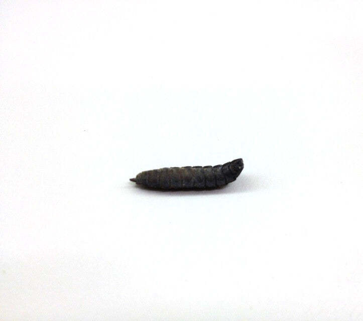 Black Soldier Fly Pupae