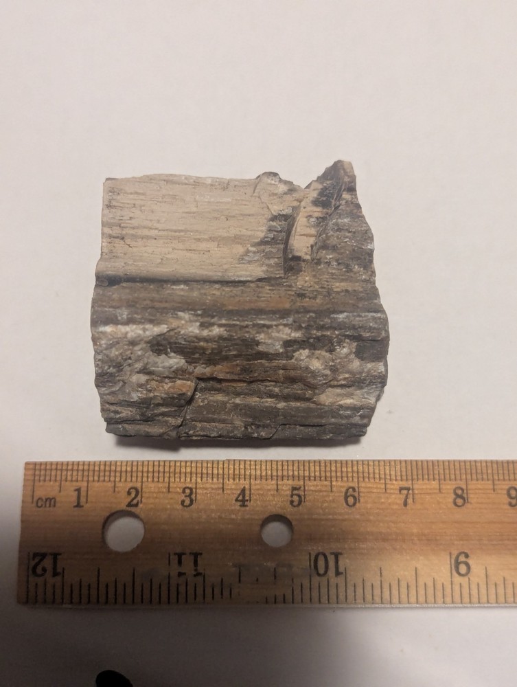 Funky Petrified Wood Natural Stone