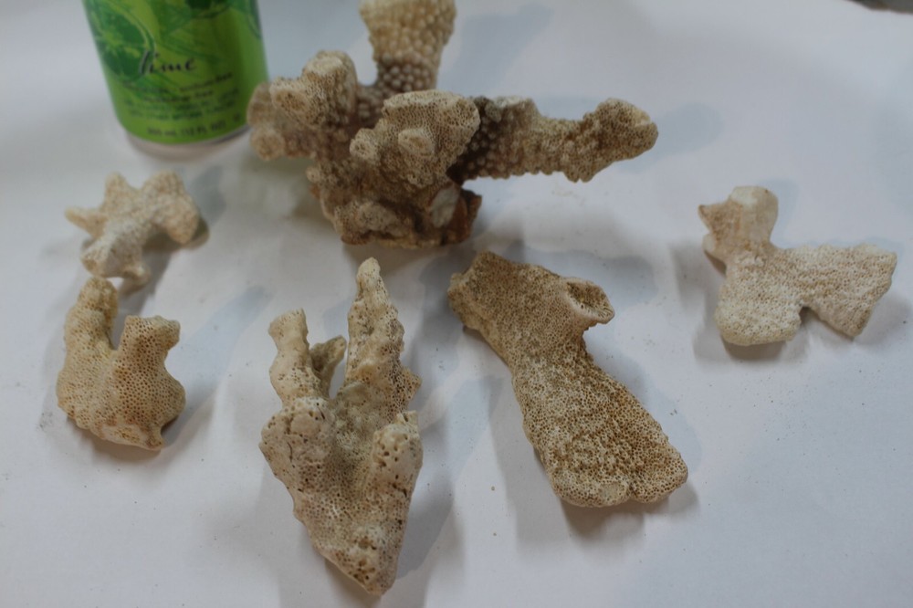 CORAL, Aquarium, various, crafts, hobby, White