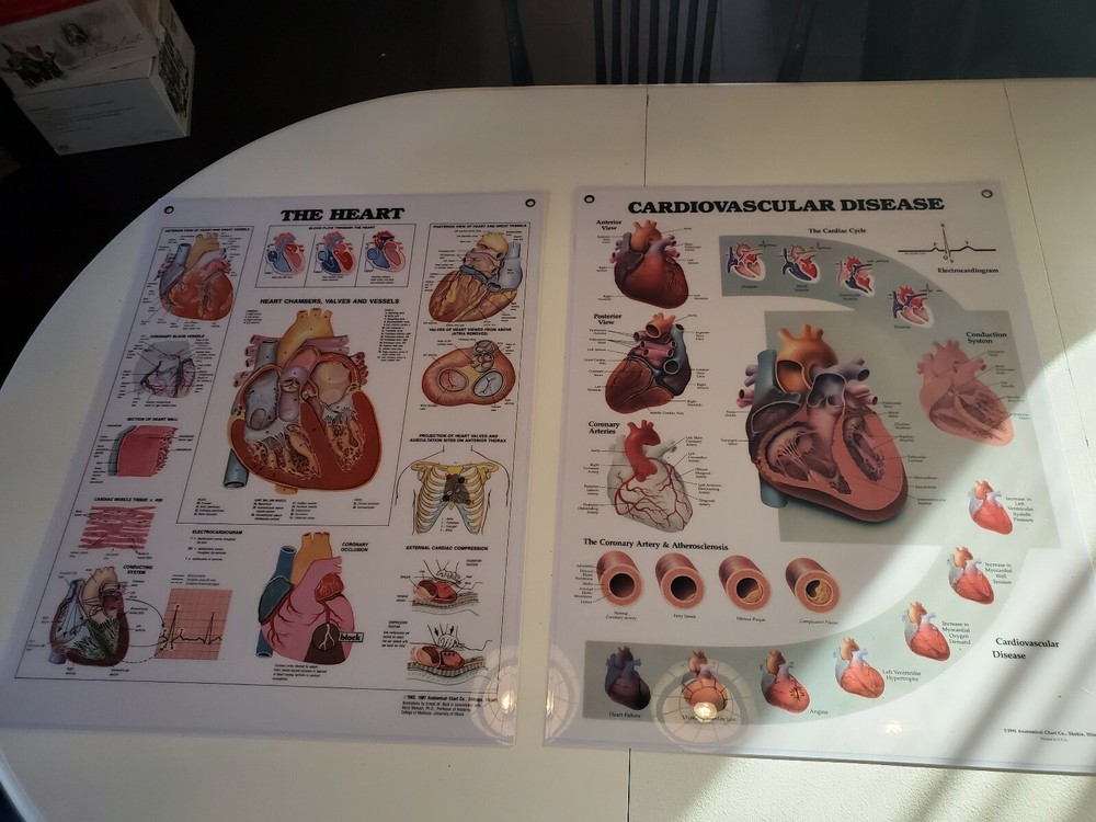 2 Medical Flip Chart Sheets Cardiovascular