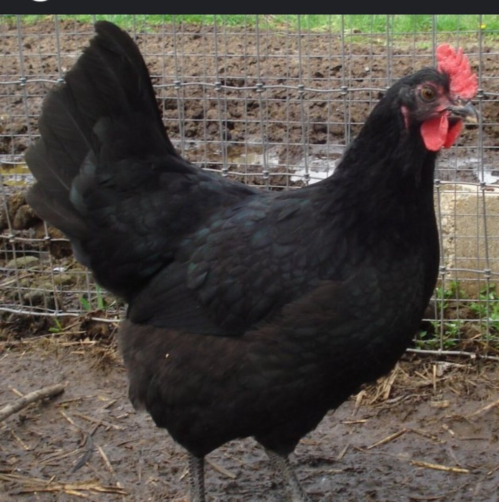 8 JERSEY GIANT HATCHING EGGS