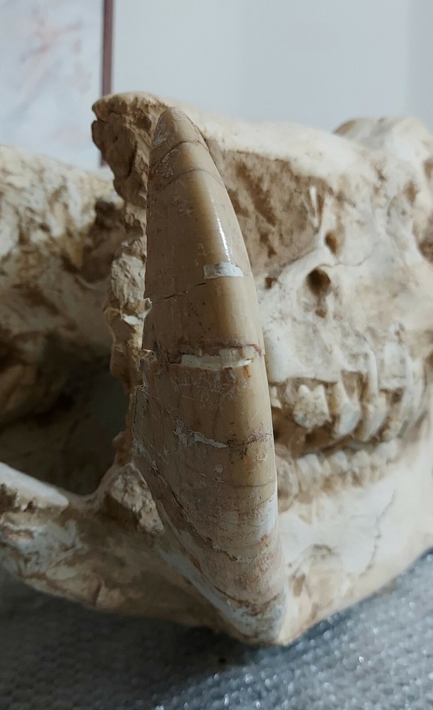 Chilotherium ( 2 skulls in single auction )