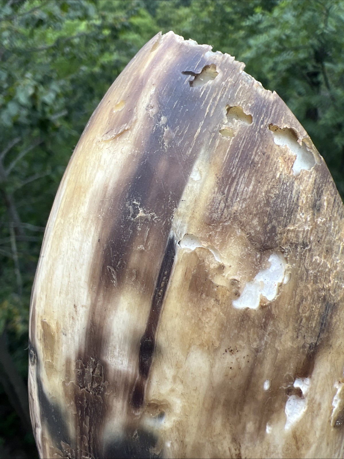 Original Native American Indian Hand carved Goat Horn Spoon; Late 19th Cent.