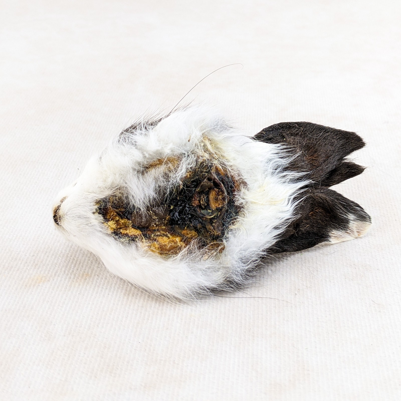 Bunny Rabbit Head for crafts Specimen Taxidermy Oddities craft gift collectible