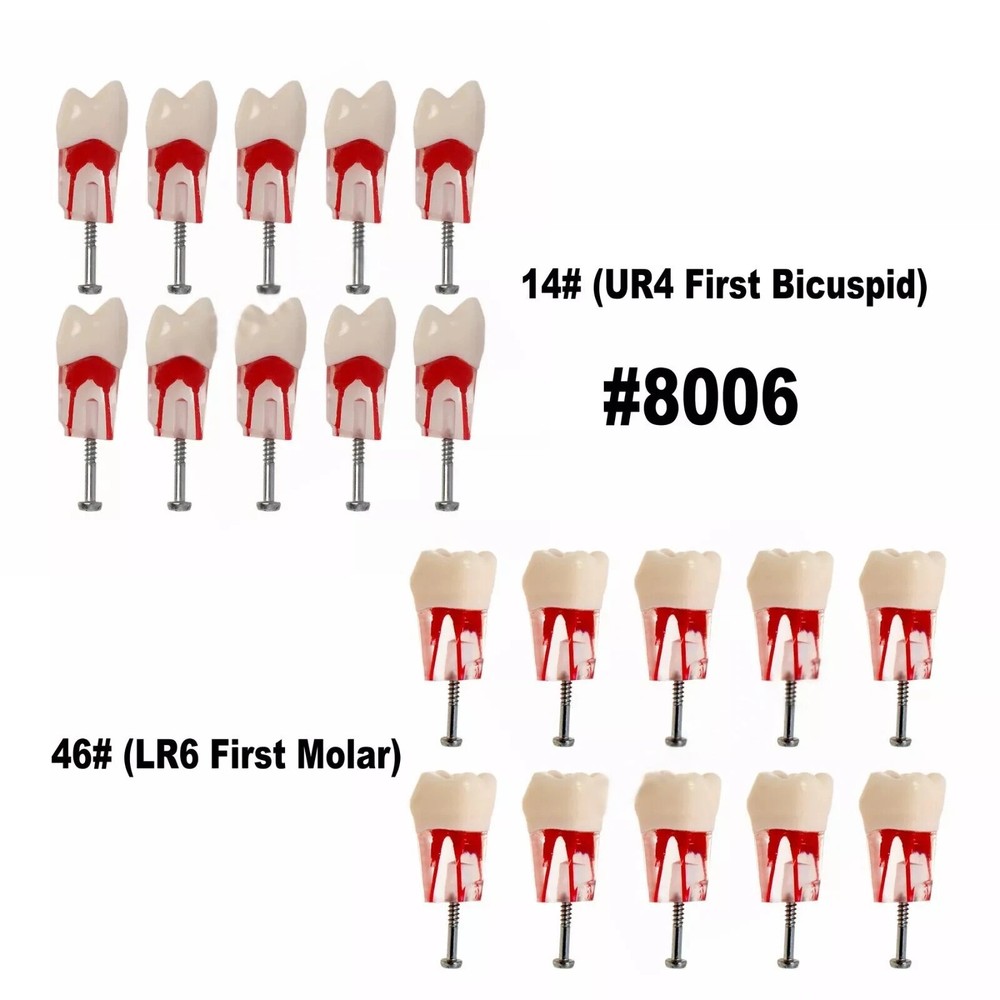 Dental Endo Root Canal Teeth Model Study #14 #46 Practice Typodont Model