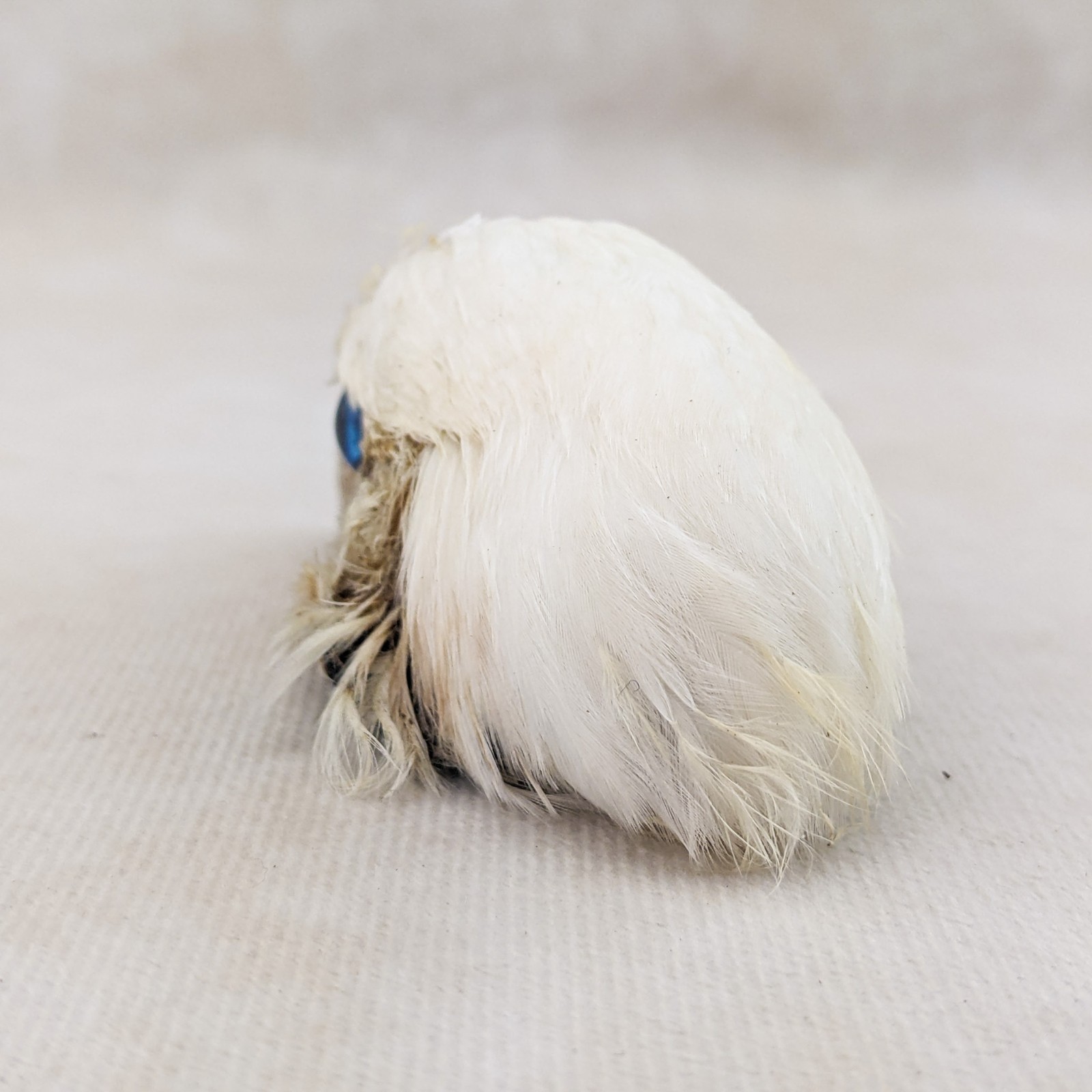 Chicken Rooster head Mount specimen crafts crafting Oddities Curiosities craft