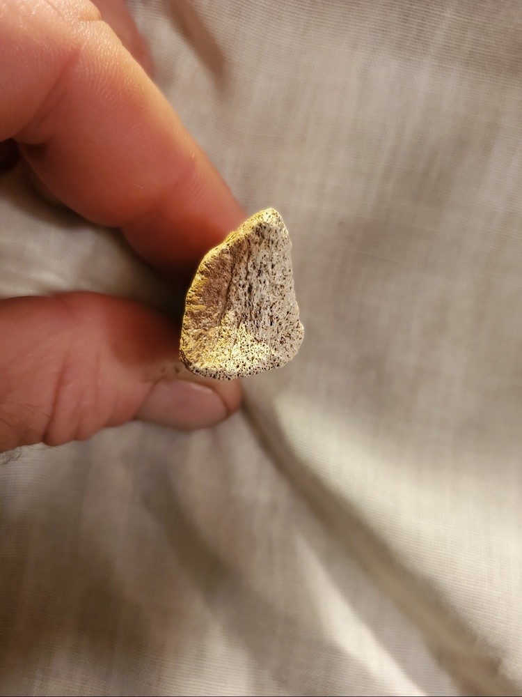 Ornithomimid Toe Claw (Ungual)