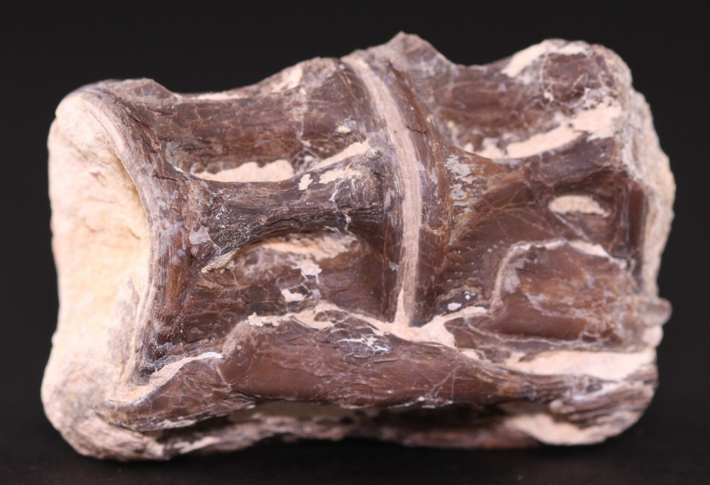 Fossil Fish Ichthyodectes Vertebrae Pair Cretaceous Kansas COA 3405