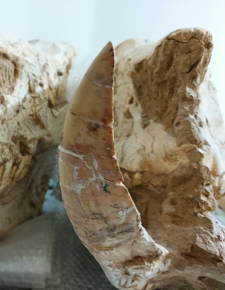 Chilotherium ( 2 skulls in single auction )