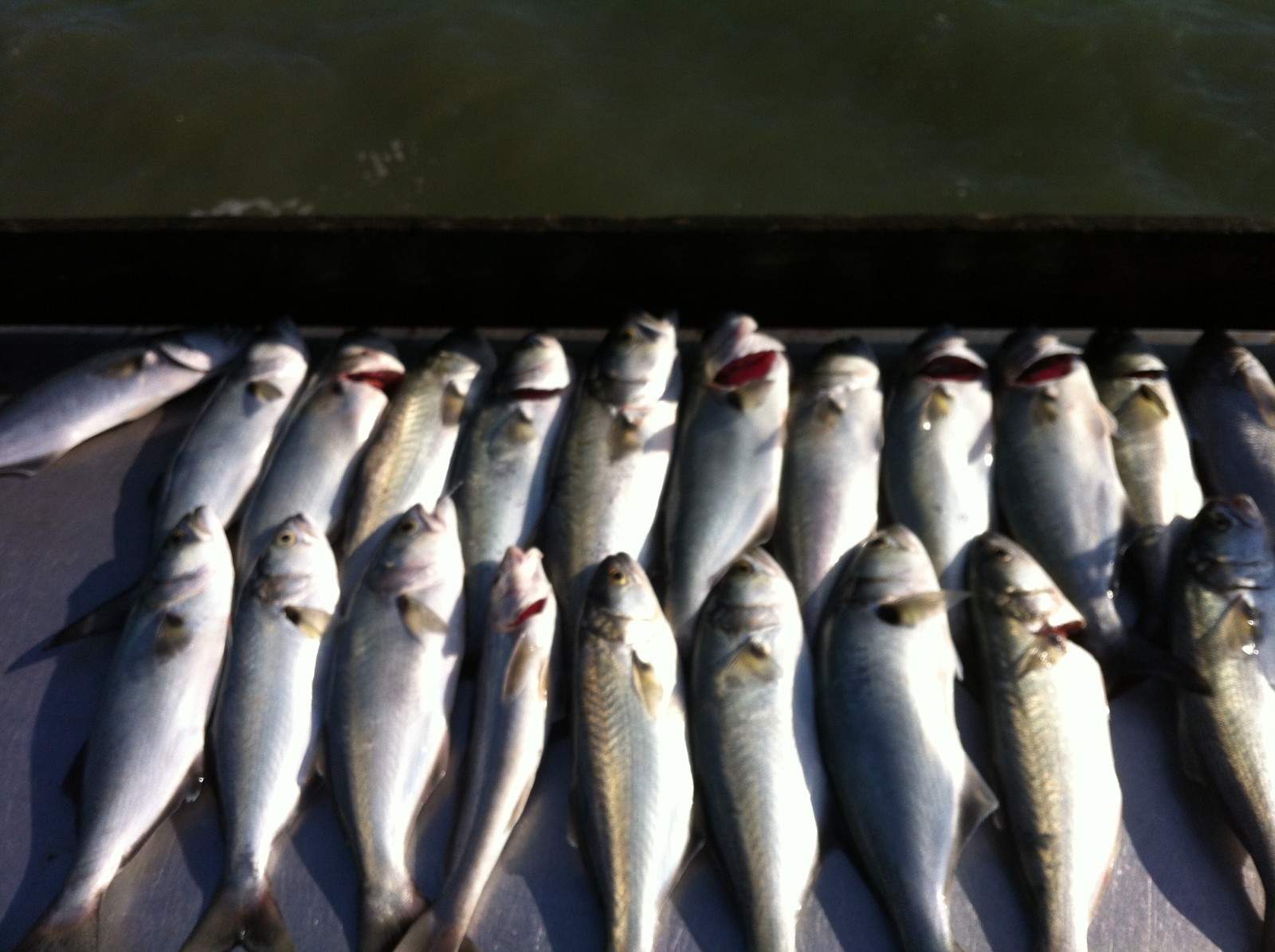 Premium Pompano Rig "Sand Flea-Coquina Clam" Fishing Rigs Pompano Whiting Spots