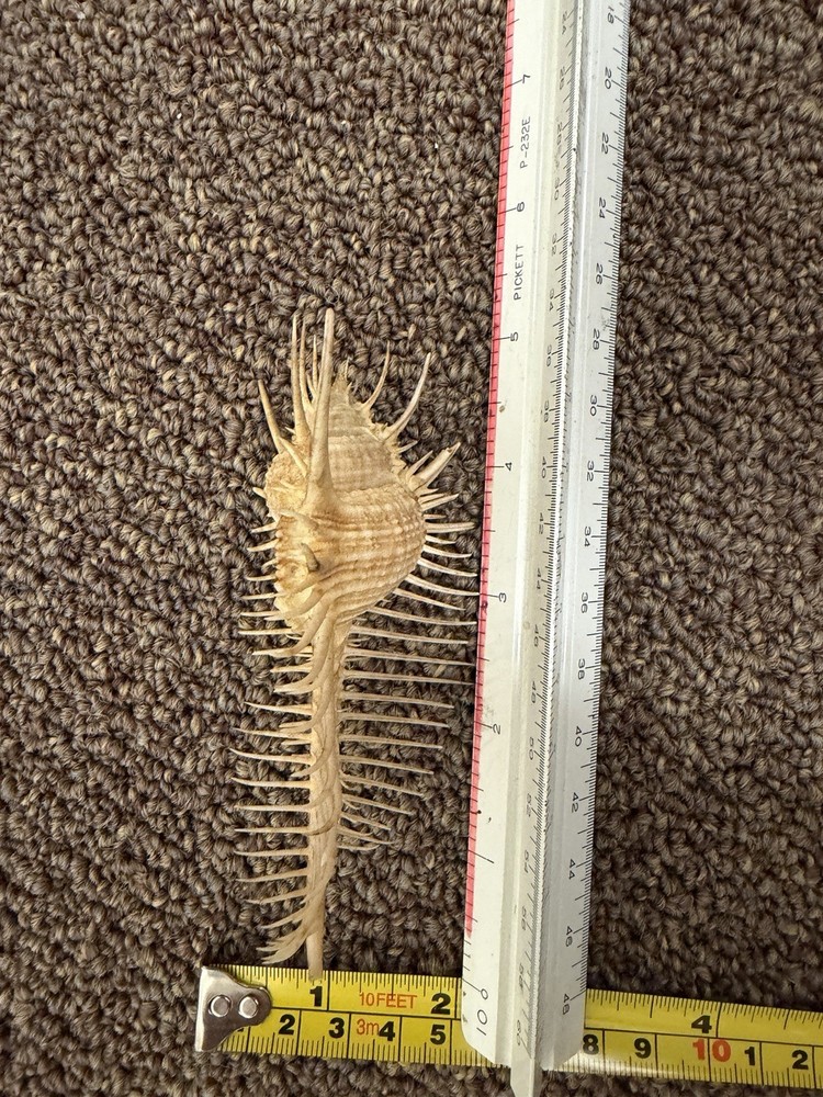 Venus Comb Murex Spiny Shell Long Spine Sea Shell Display Specimen
