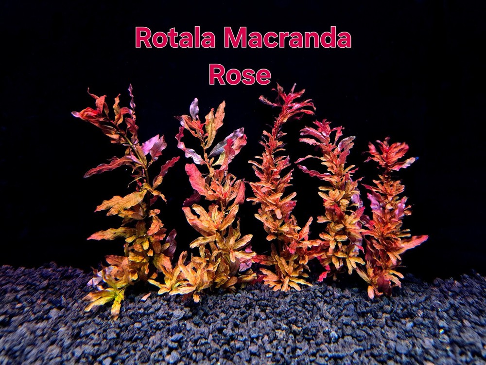 Rotala  Macrandra Rose - Live Aquatic Plants - Stem