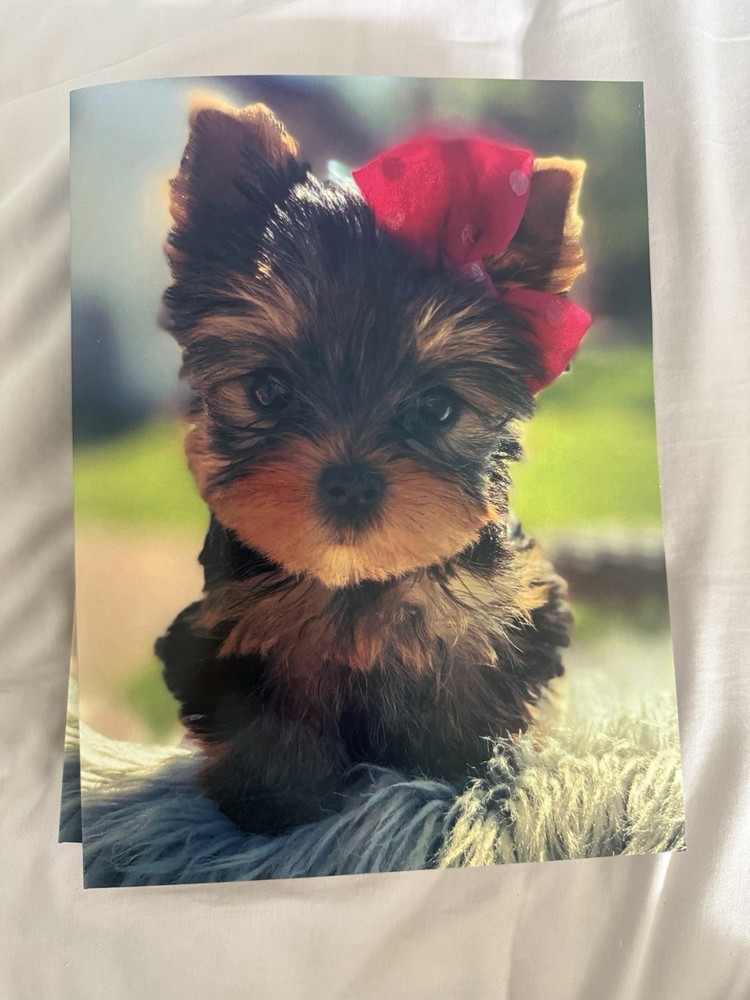 Yorkie Folder With Double Packet