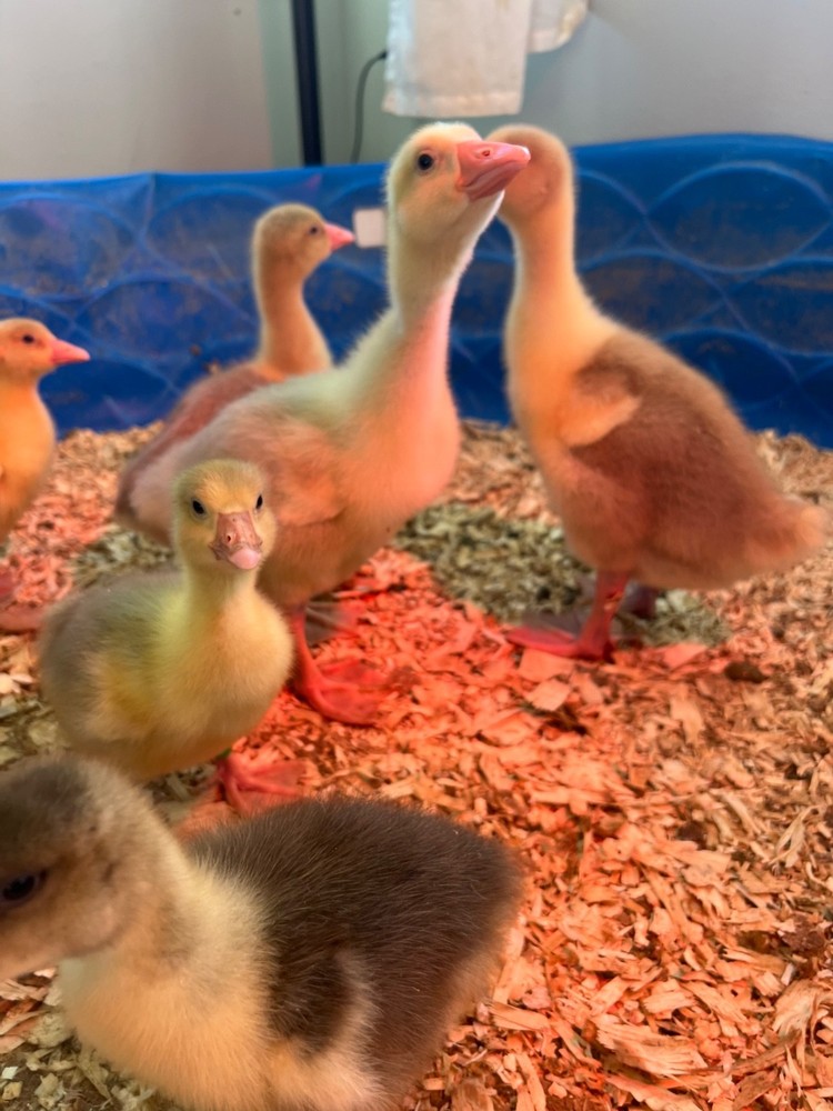 5 Sebastopol geese hatching eggs