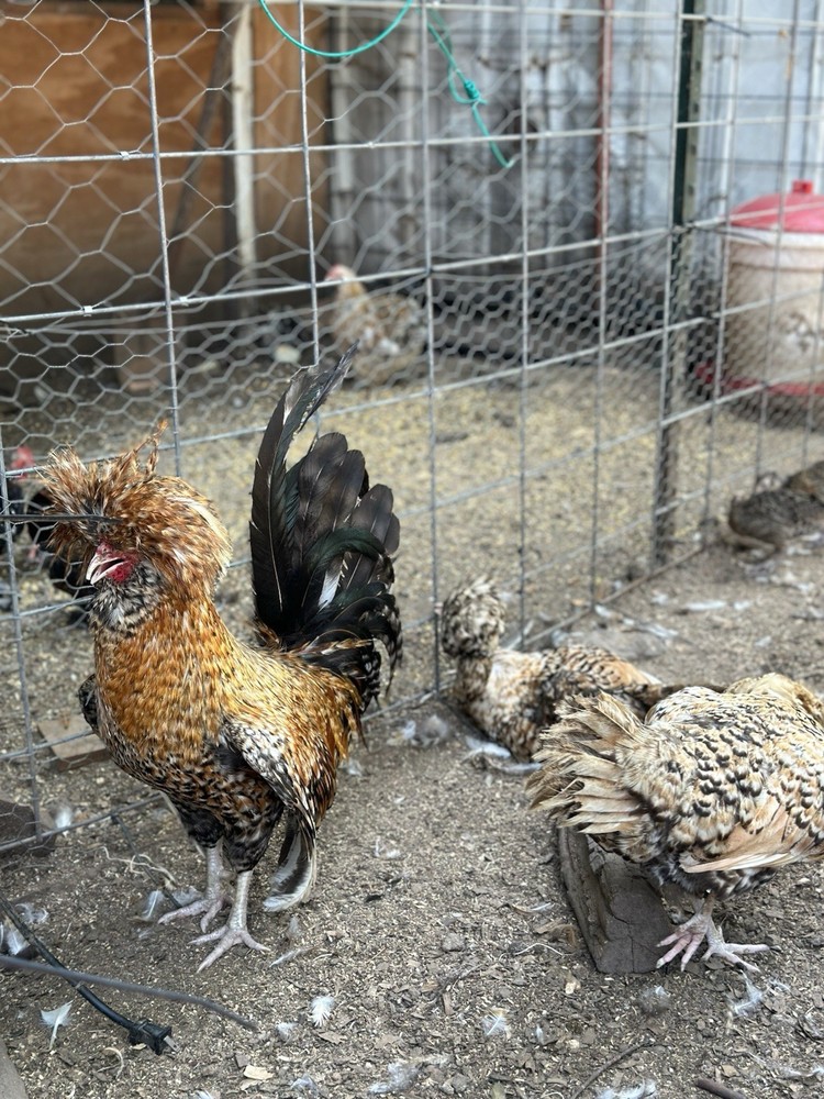 12+++Extra Candy Corn Polish Fertile Hatching Eggs