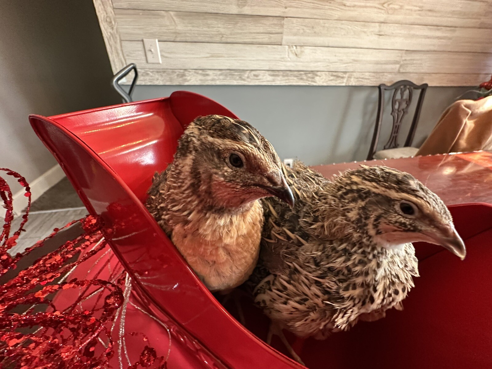 24 Coturnix Quail Fertile Hatching Eggs, NPIP Certified Game Farm