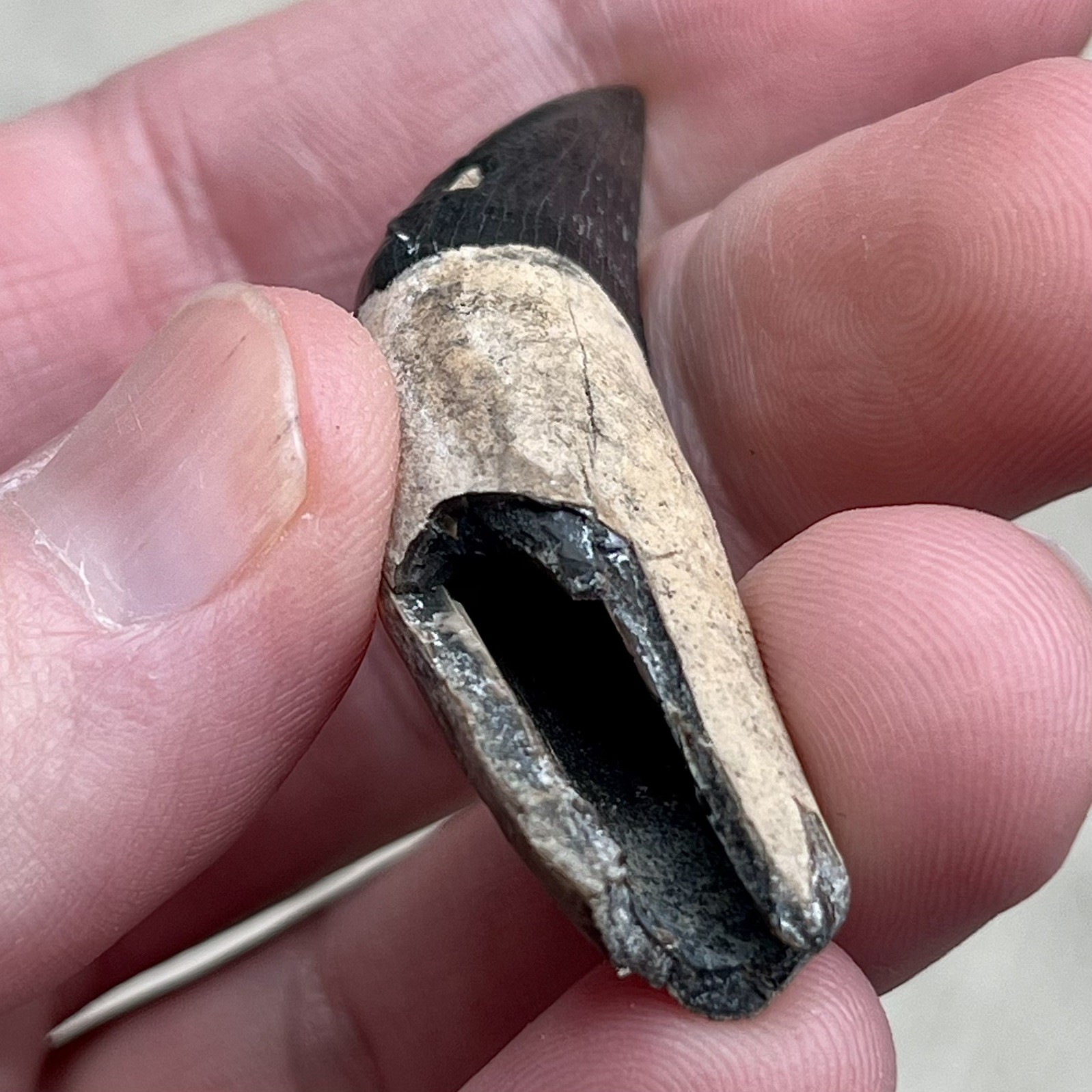 Ankylorhiza Tooth Fossil - Summerville SC - Marine Mammal