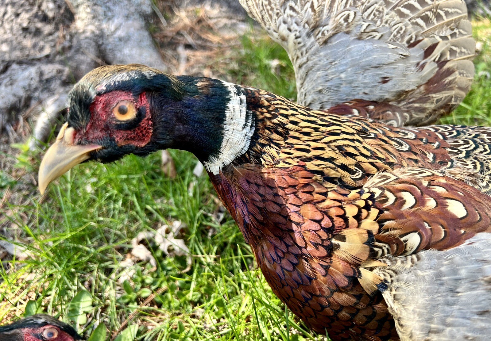 Vintage PAIR Real Ringneck Flying Pheasants Wall Mounts Taxidermy LOCAL PICKUP