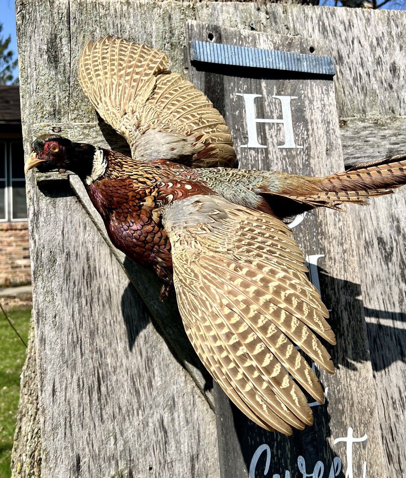 Vintage PAIR Real Ringneck Flying Pheasants Wall Mounts Taxidermy LOCAL PICKUP