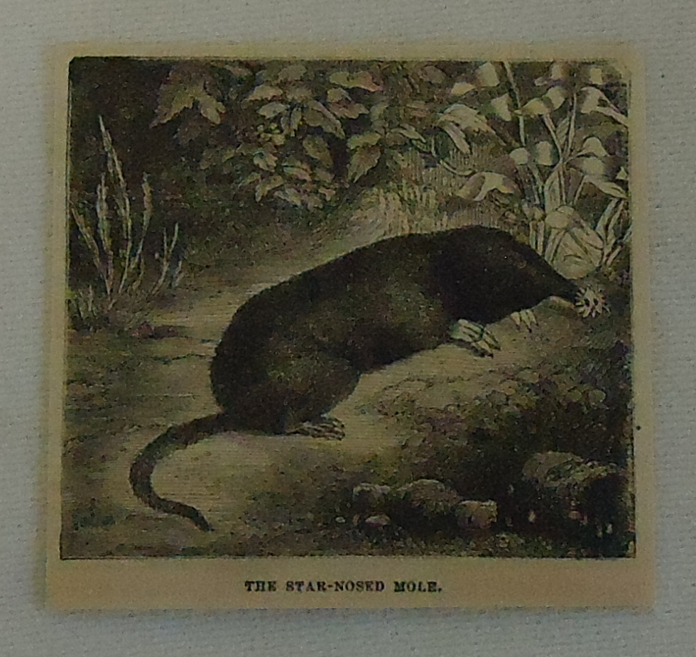 small 1882 magazine engraving ~ STAR-NOSED MOLE