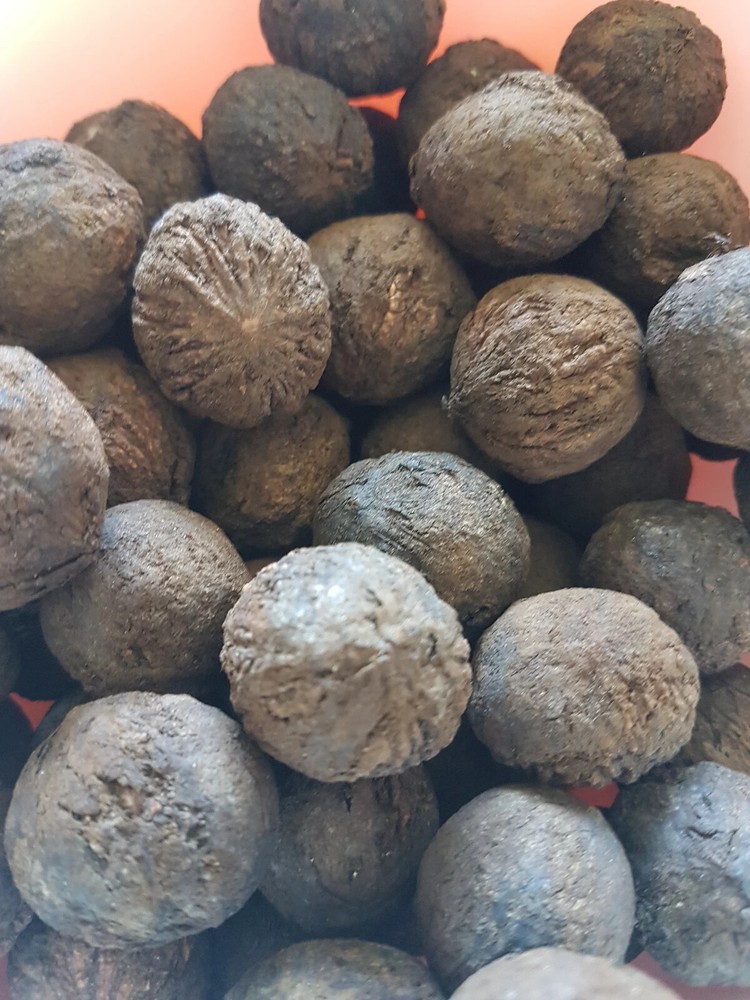 Black walnut in shell 250gr.(Juglans nigra)