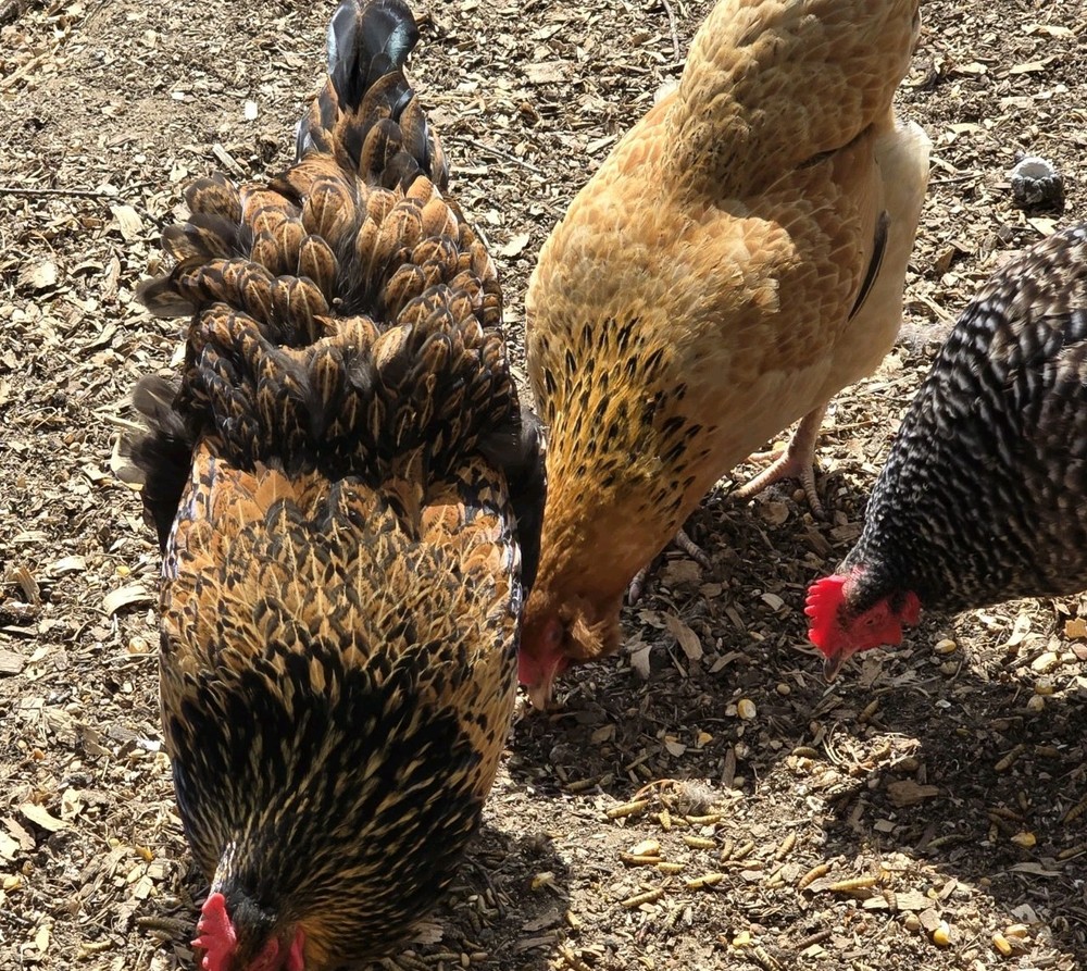 Chicken Hatching