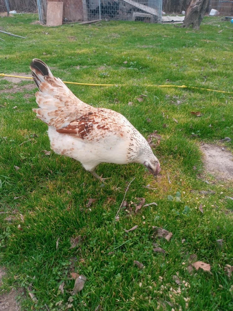 6+ Mosaic Hatching Eggs