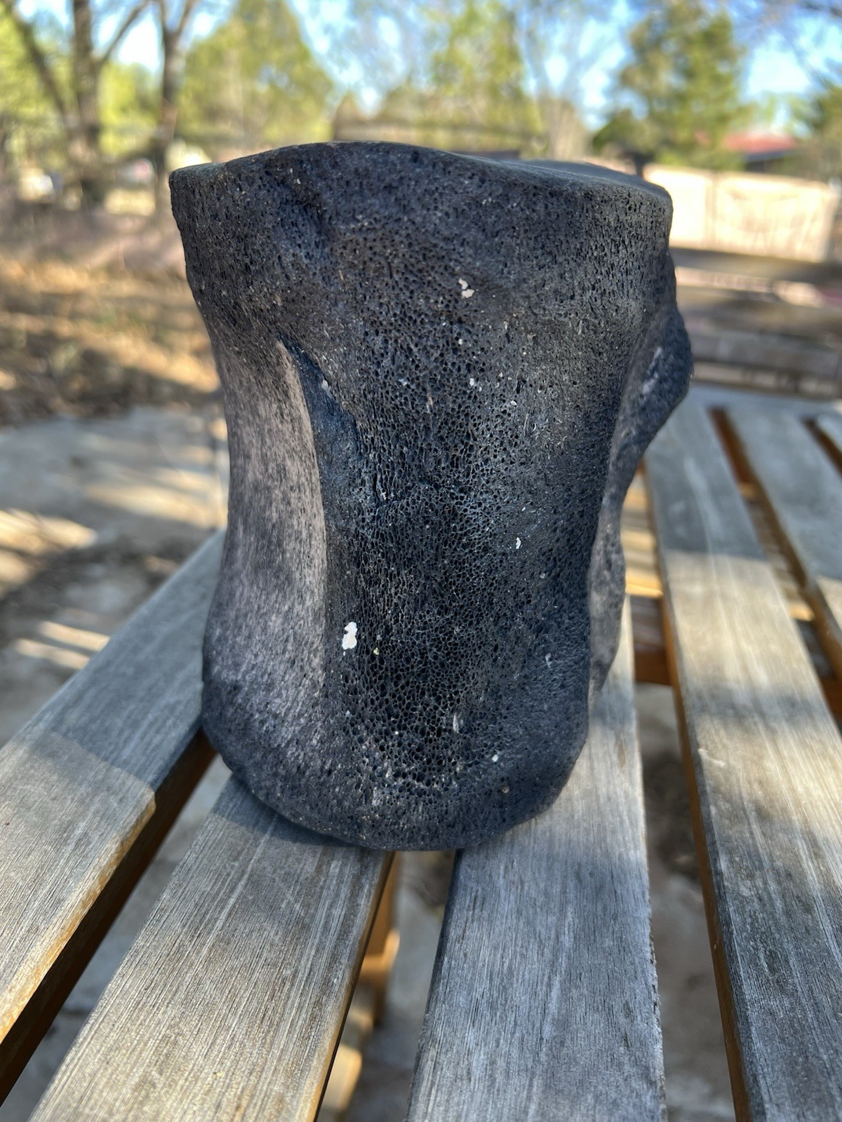South Florida Whale Vertebrae Fossil