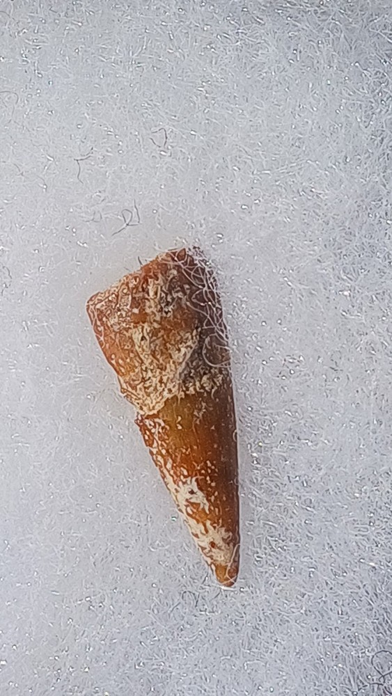 Fossil Fish Tooth From Morocco