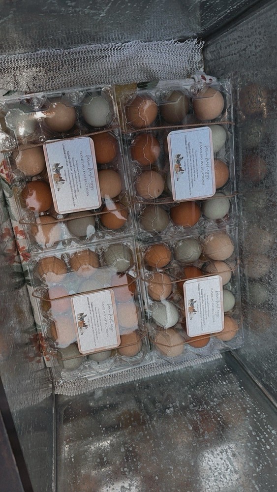 12 Assorted Hatching Eggs, EASTER EGGER, BCM, LAVENDER ORPINGTON, ETC.